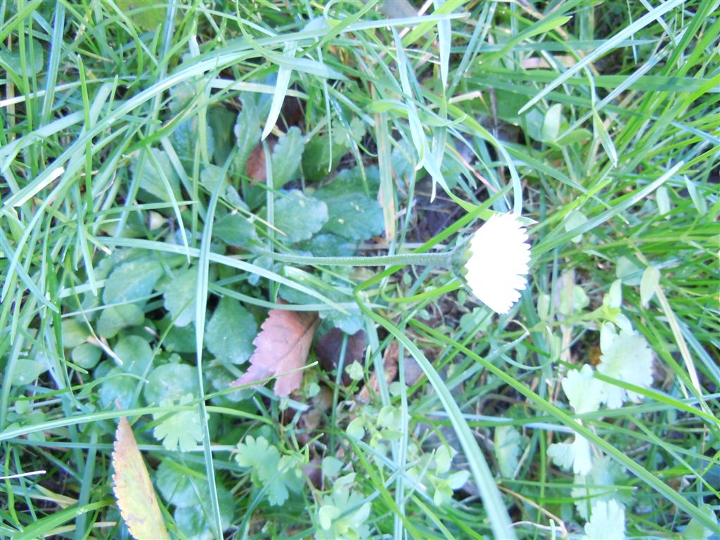 Fiori da Capodimonte - Bellis perennis o B. sylvestris